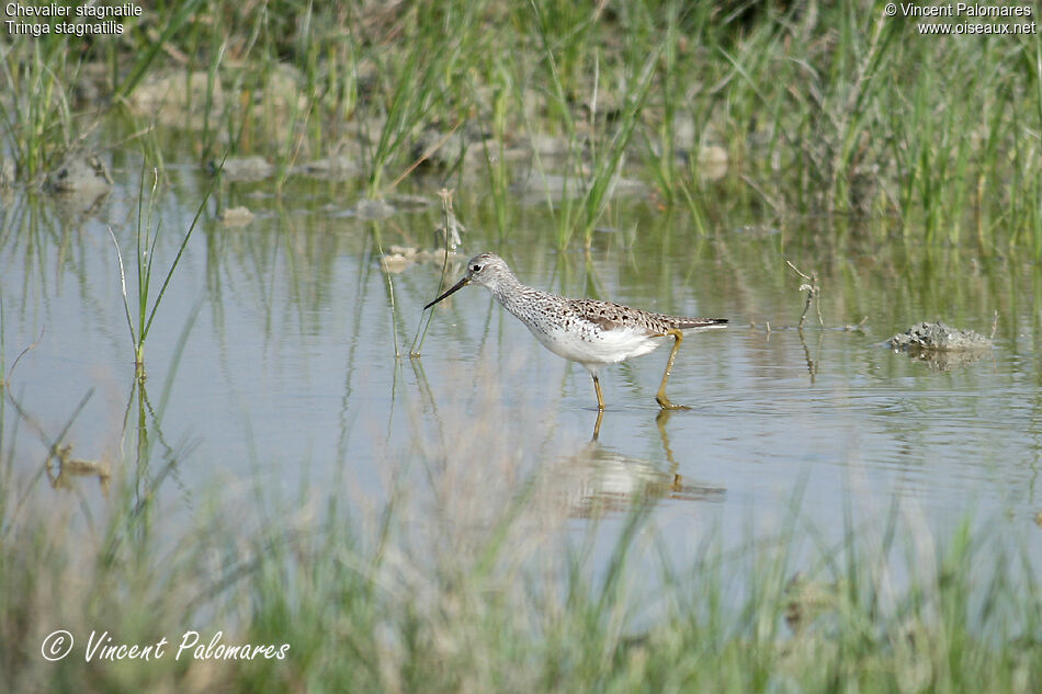 Marsh Sandpiper