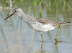 Marsh Sandpiper