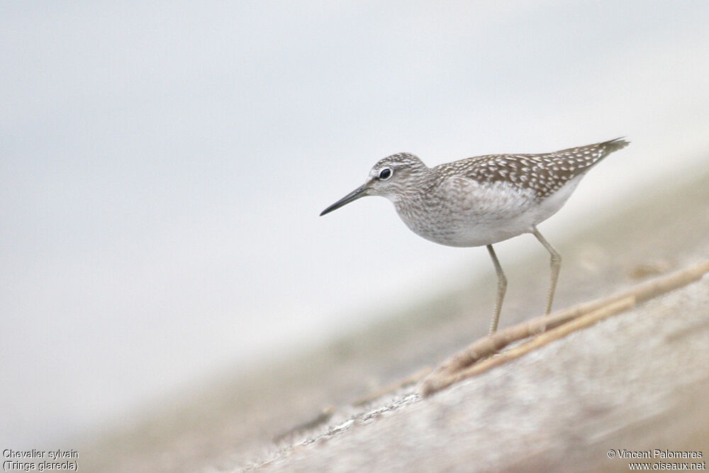 Wood Sandpiper