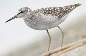 Wood Sandpiper