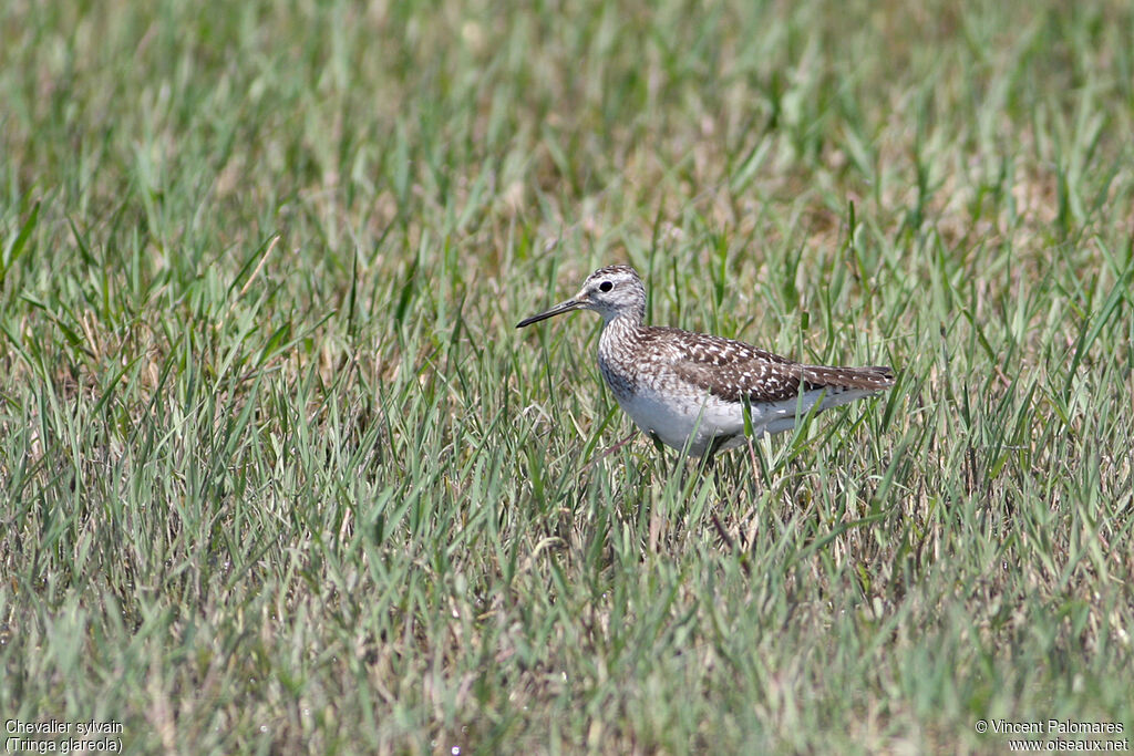 Wood Sandpiper