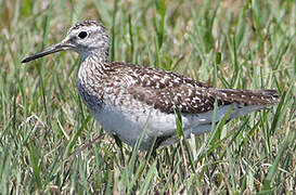 Wood Sandpiper