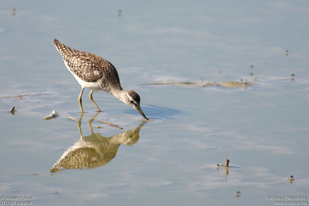 Wood Sandpiper