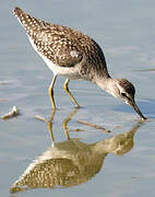 Wood Sandpiper