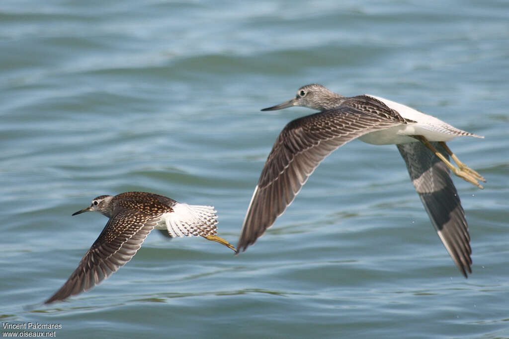 Wood Sandpiperjuvenile, pigmentation, Flight