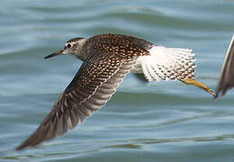 Wood Sandpiper