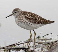 Wood Sandpiper