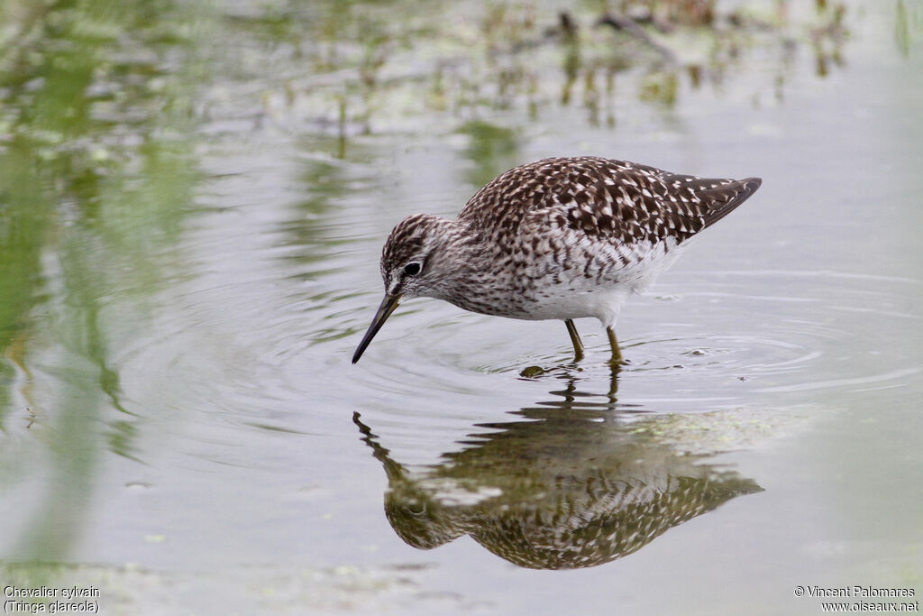 Wood Sandpiper