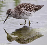 Wood Sandpiper