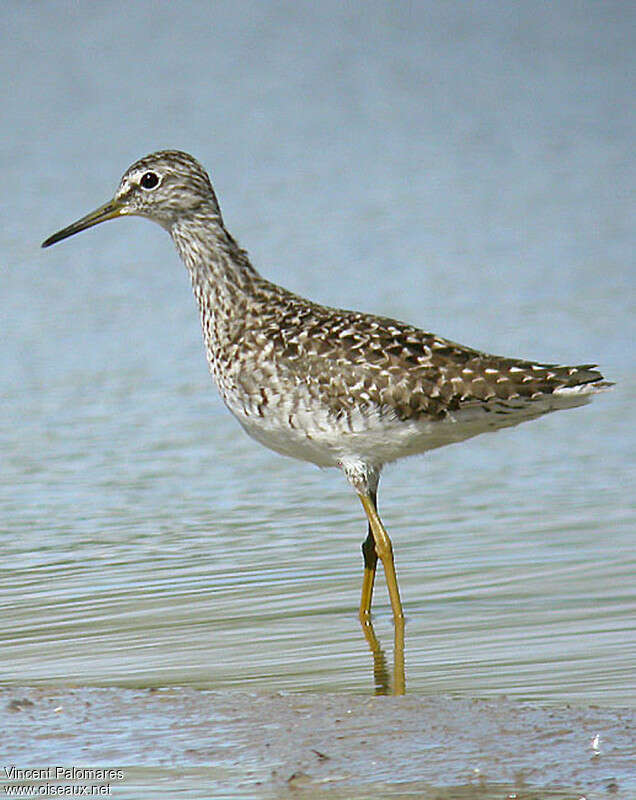 Chevalier sylvainadulte nuptial, identification