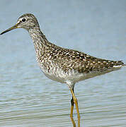 Wood Sandpiper