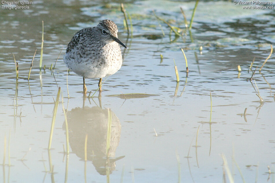 Wood Sandpiper