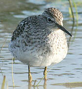 Wood Sandpiper