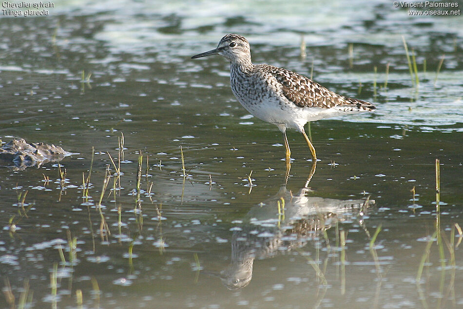 Wood Sandpiper