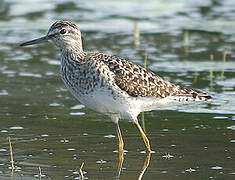 Wood Sandpiper