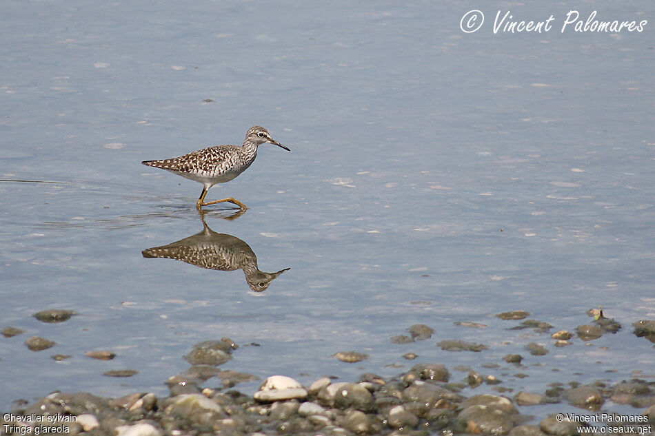 Wood Sandpiper