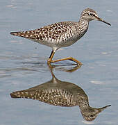 Wood Sandpiper