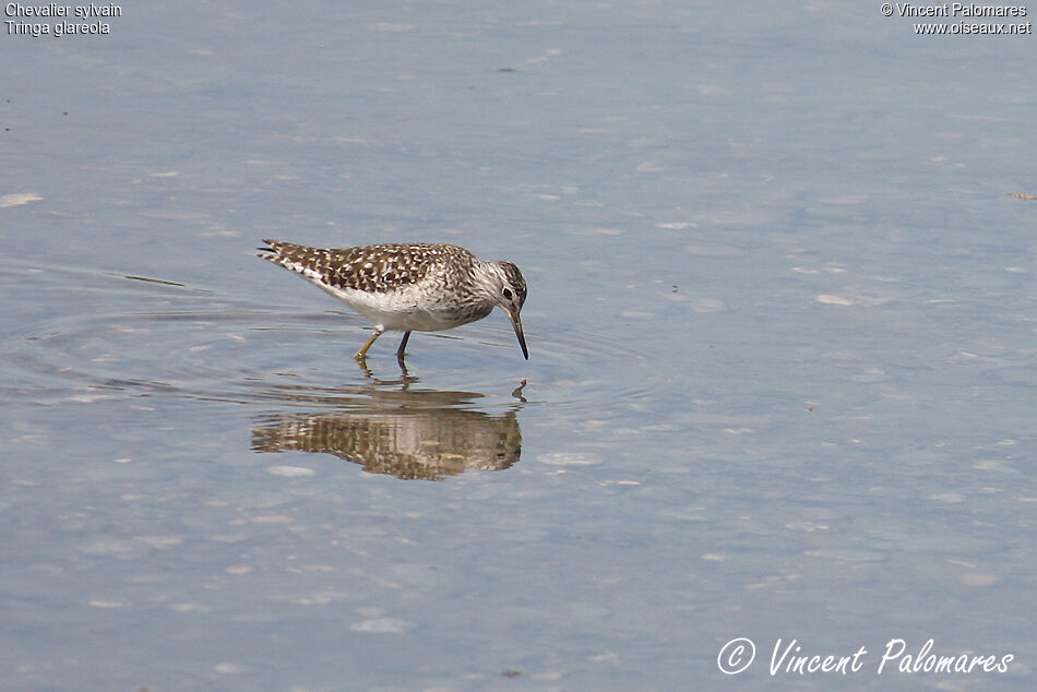 Wood Sandpiper