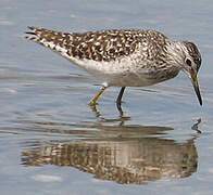 Wood Sandpiper