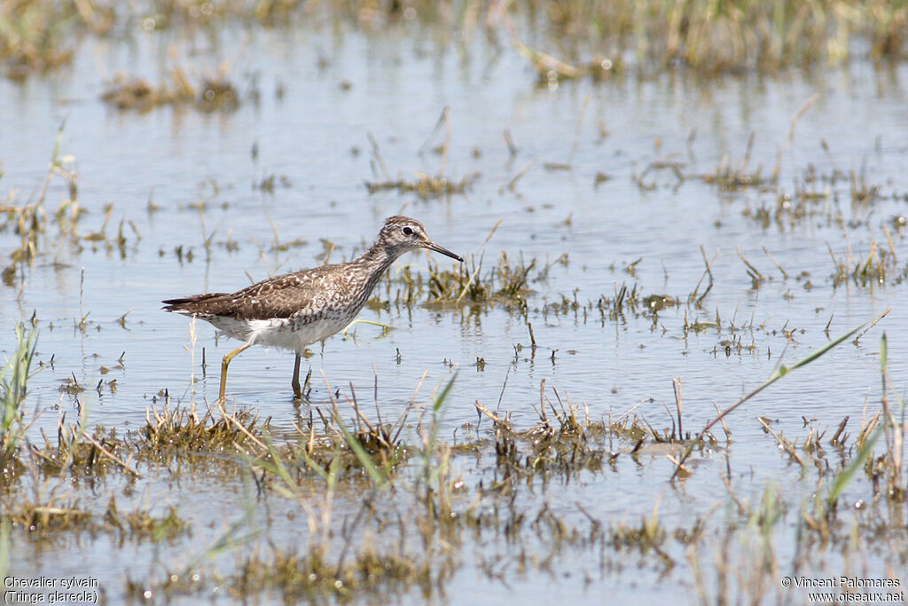 Wood Sandpiper