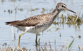 Wood Sandpiper