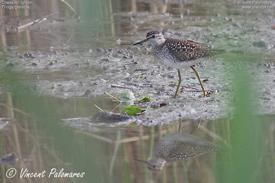 Wood Sandpiper