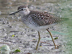 Wood Sandpiper