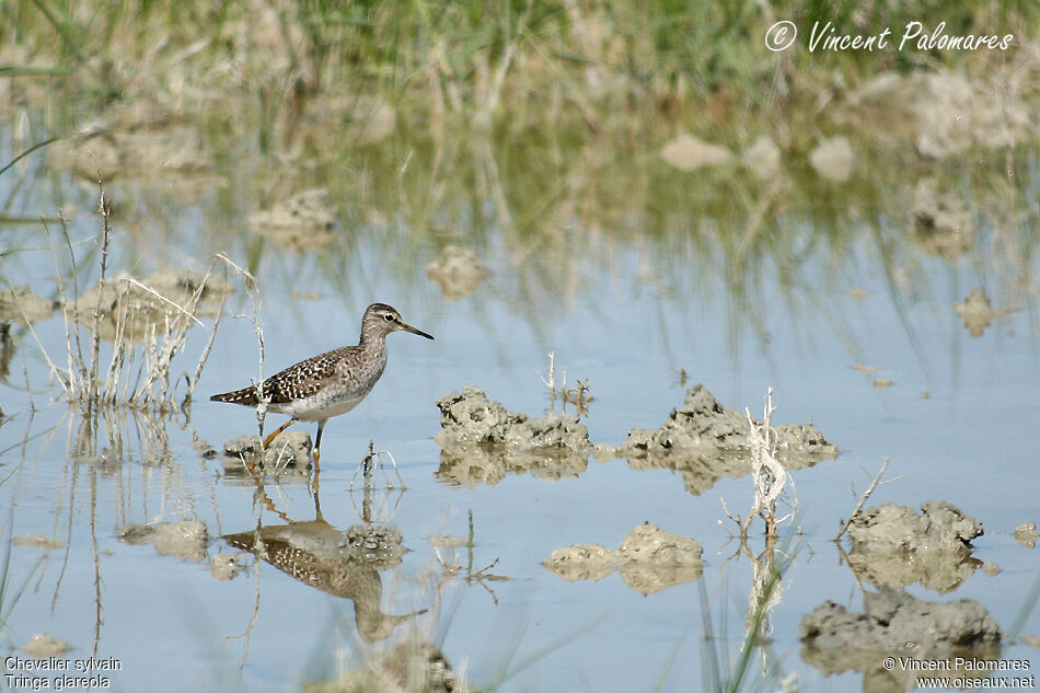 Wood Sandpiperadult breeding