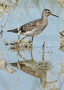 Wood Sandpiper