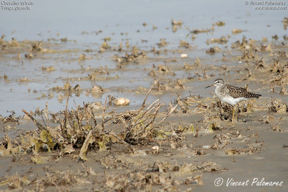 Wood Sandpiperadult breeding