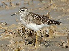 Wood Sandpiper