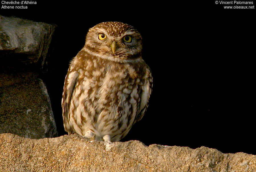 Little Owl