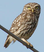 Little Owl