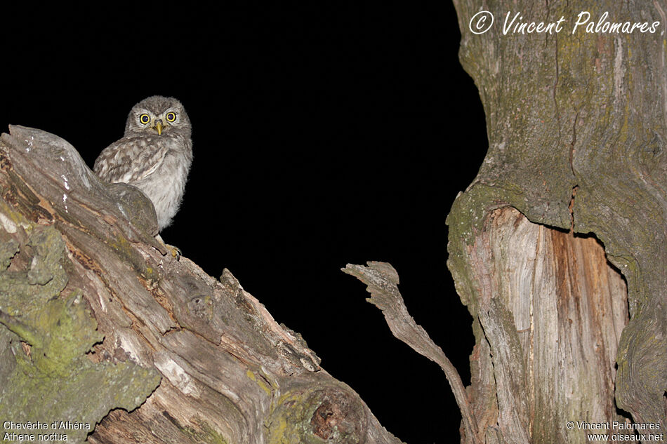 Little Owljuvenile