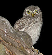 Little Owl