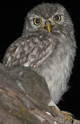 Little Owl