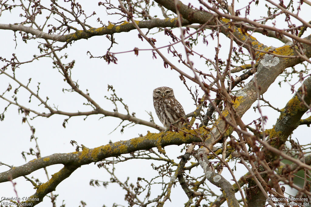 Little Owl