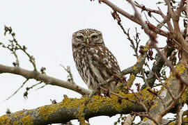 Little Owl