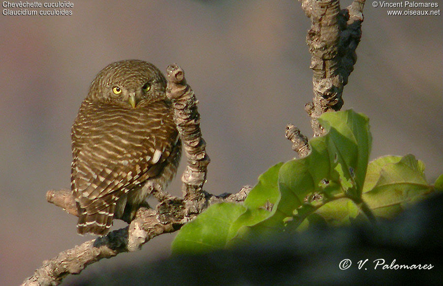 Asian Barred Owlet