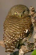 Asian Barred Owlet