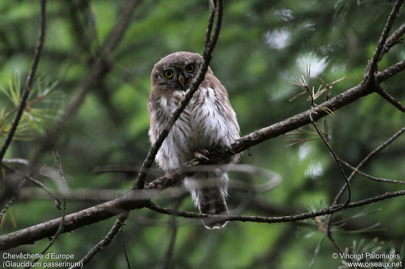 Eurasian Pygmy Owljuvenile