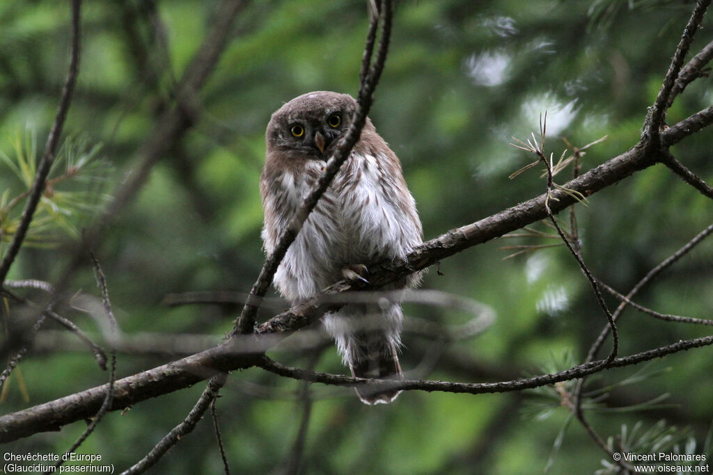 Eurasian Pygmy Owljuvenile