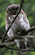 Eurasian Pygmy Owl