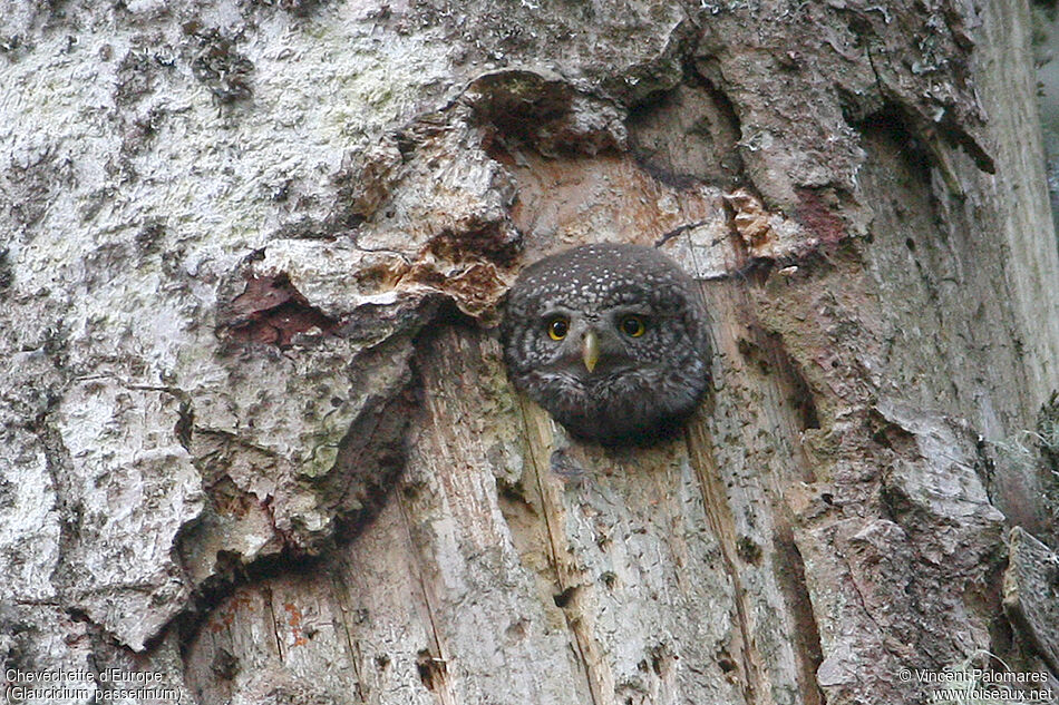 Eurasian Pygmy Owl female adult, Reproduction-nesting