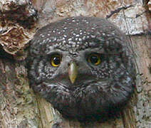 Eurasian Pygmy Owl