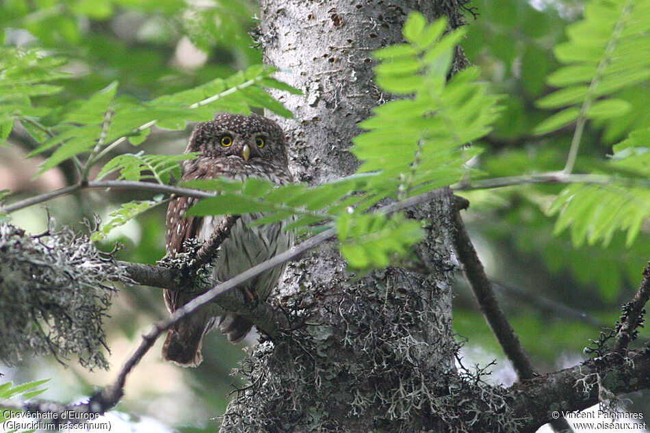 Eurasian Pygmy Owl female adult