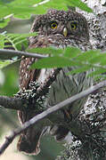 Eurasian Pygmy Owl