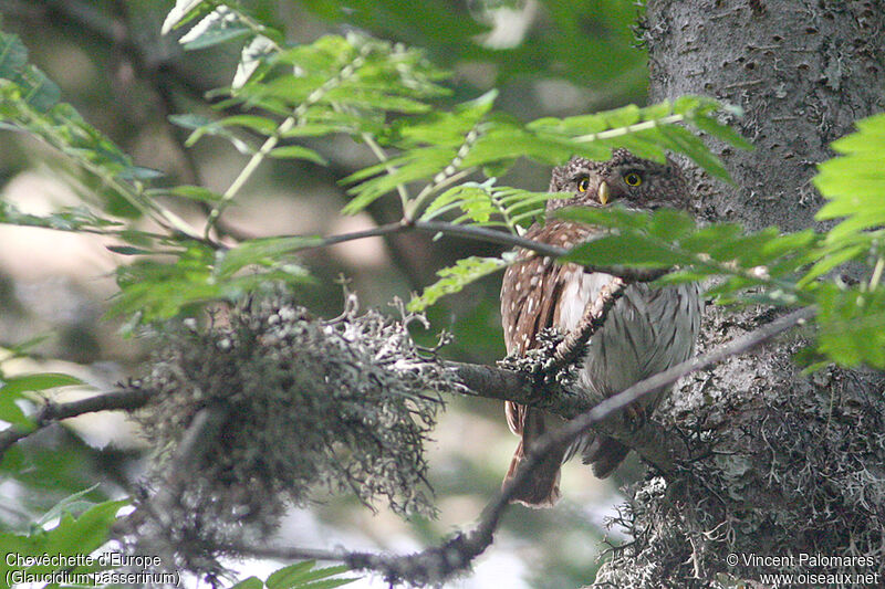 Eurasian Pygmy Owl female adult