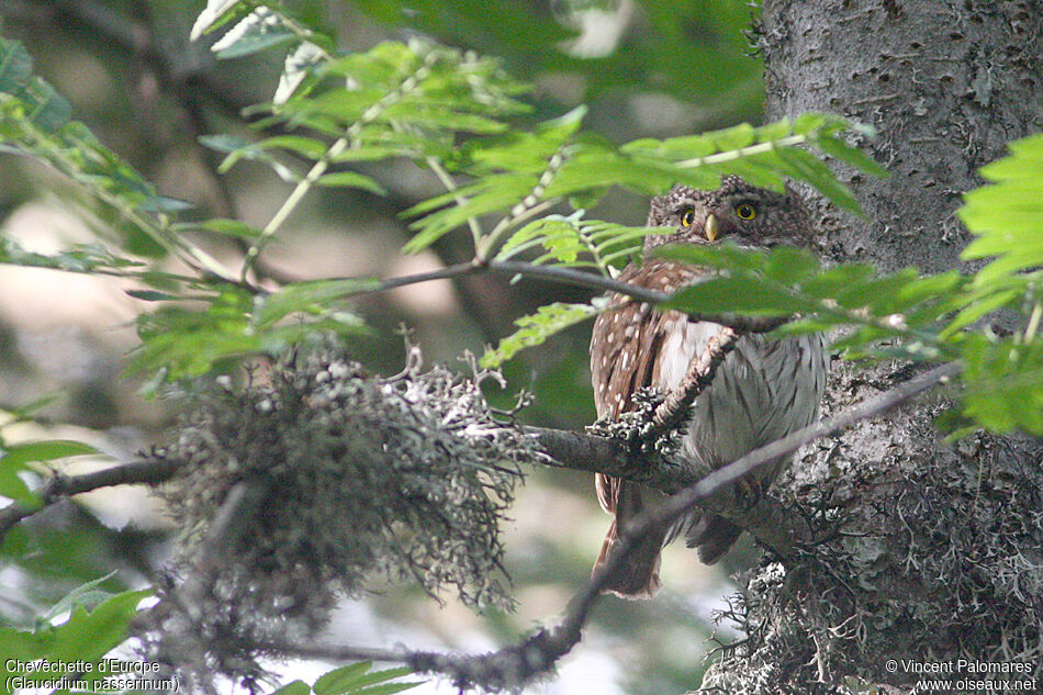 Eurasian Pygmy Owl female adult