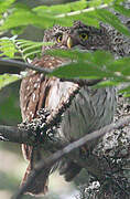 Eurasian Pygmy Owl